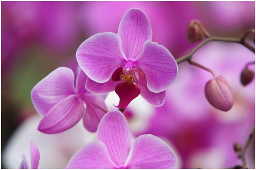 lila Orchideen
